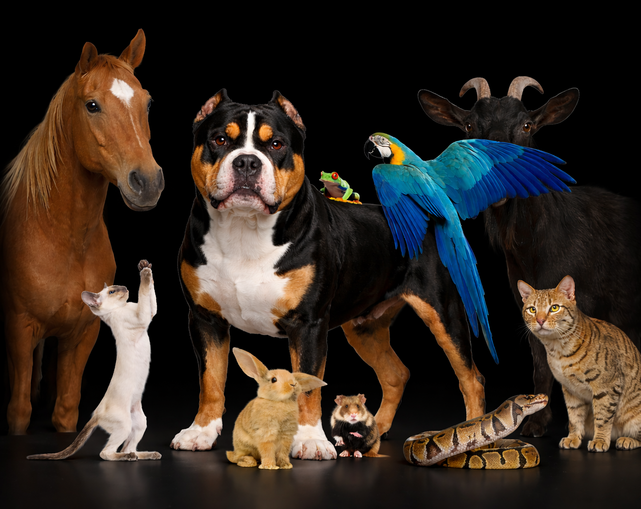 Multiple types of pets supported on Bully Room, including dogs, cats, horses, and exotics